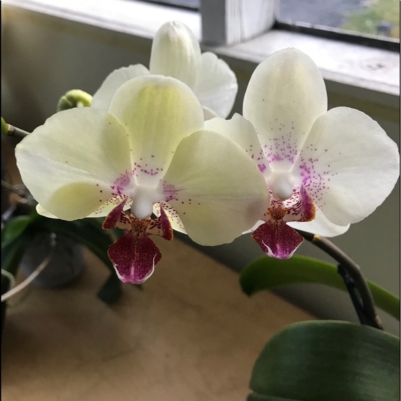 Meet your Posher, Andre - Picture 1 of 1